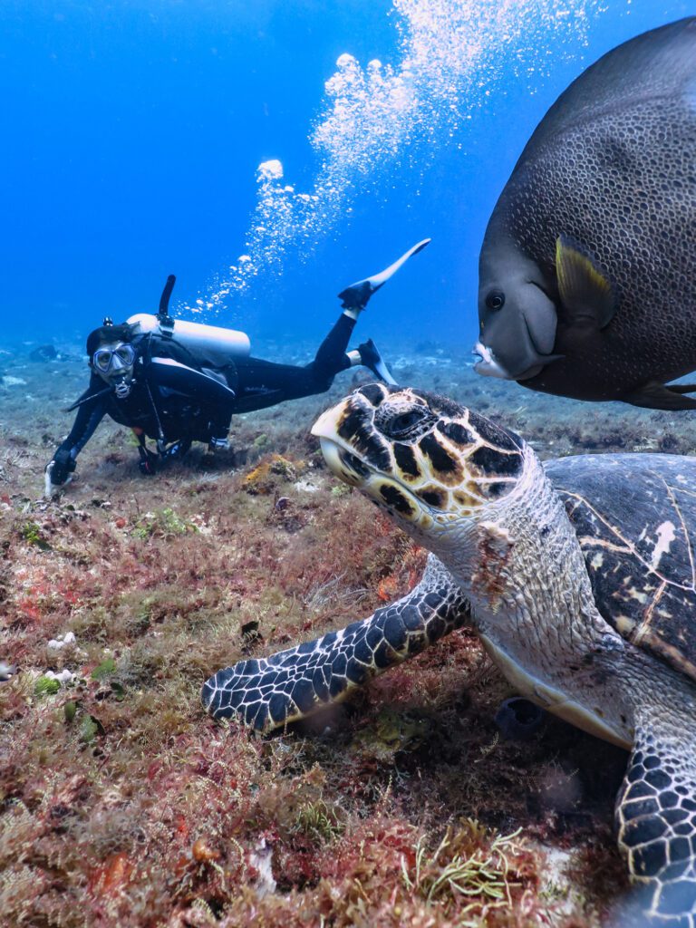 Capture Great Photos in Blue Water - Underwater Photography Guide