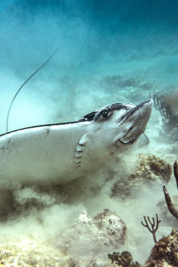 Underwater Close up of a eagle ray during scuba diving in the caribbean ocean