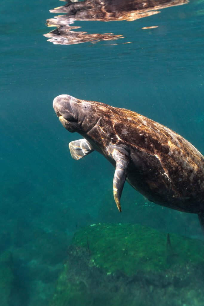 incredible photo of a manatee near the surface about to come out to breathe in the Mexican Caribbean