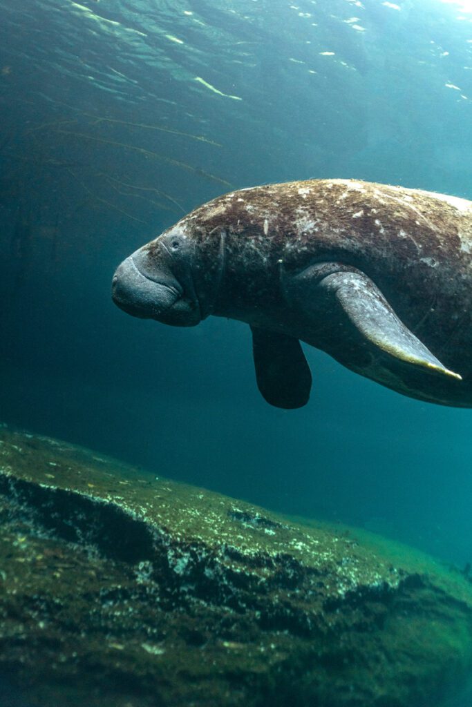 a close up shot of manati underwater in the mexican caribbean
