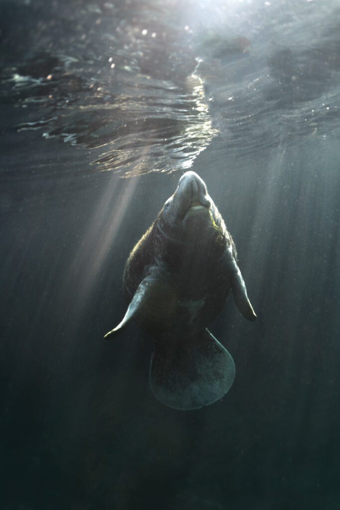 a manatee near the surface, coming up to breathe, the sun's rays penetrating the water.